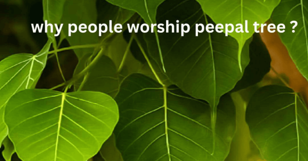 people worship peepal tree